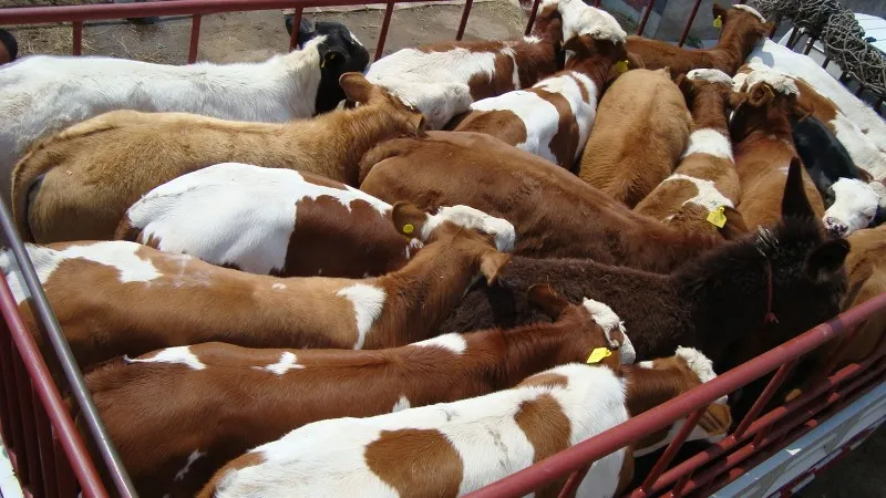 livestock-transportation-2 livestock-transportation-2