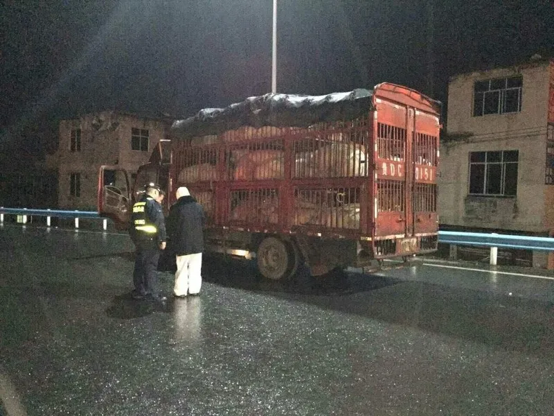 livestock-transportation-7 livestock-transportation-7