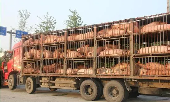poultry-transportation-5 poultry-transportation-5