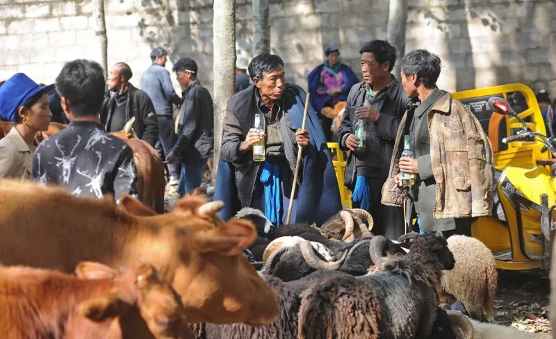 livestock-transportation-6 livestock-transportation-6