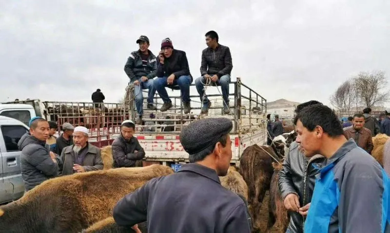 poultry-transportation-7 poultry-transportation-7