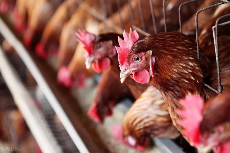 chicken-tranportation chicken-tranportation